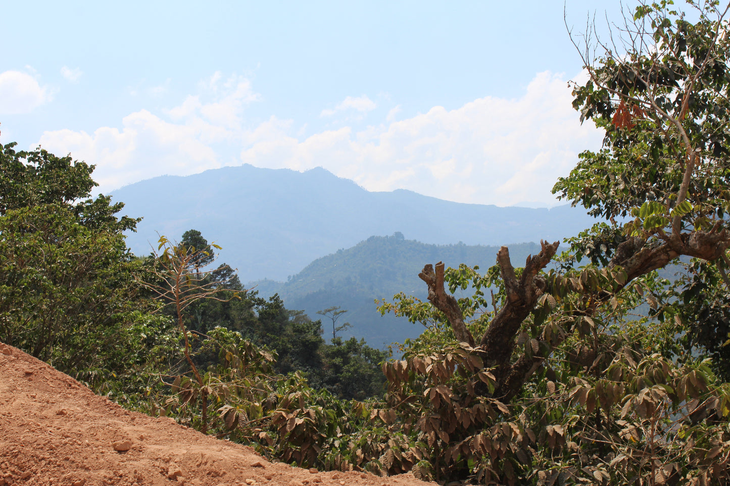 View of Guatemalan Specialty Coffee farm in mountain