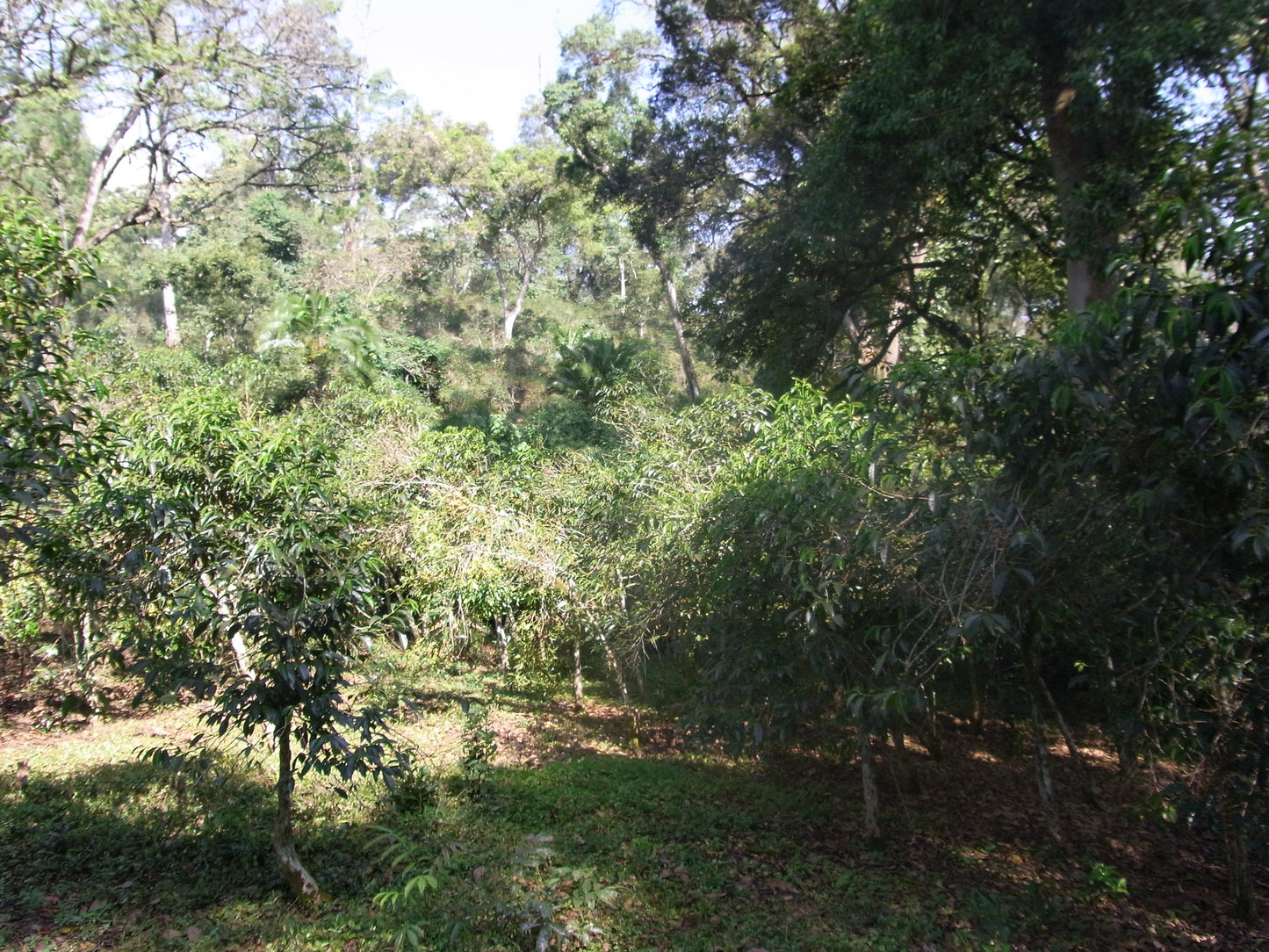 Tariku Mengesha Rocko Mountain - Ethiopian Specialty Coffee