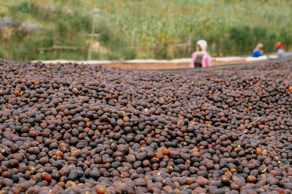 Rwanda Horizon Coffee – Rwandan Specialty Coffee