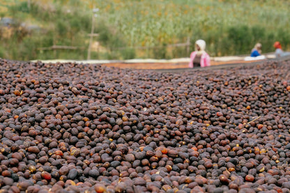Rwanda Horizon Coffee – Rwandan Specialty Coffee