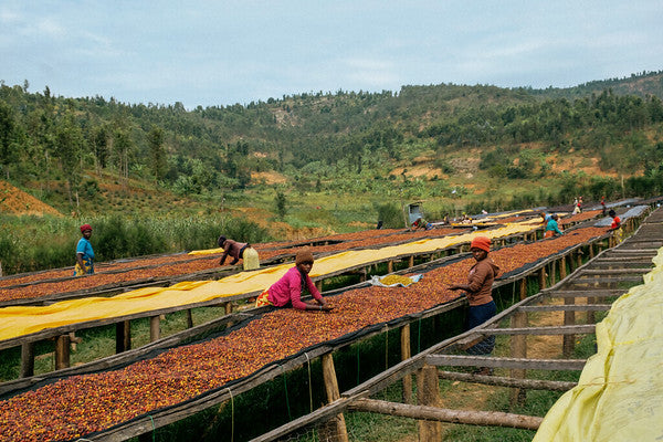 Rwanda Horizon Coffee – Rwandan Specialty Coffee