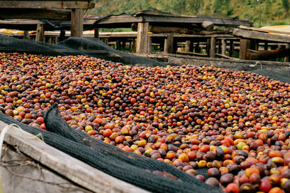Rwanda Horizon Coffee – Rwandan Specialty Coffee