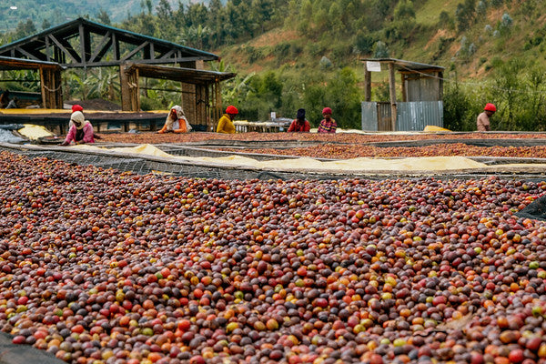 Rwanda Horizon Coffee – Rwandan Specialty Coffee