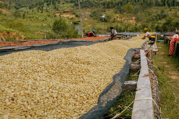 Rwanda Horizon Coffee – Rwandan Specialty Coffee