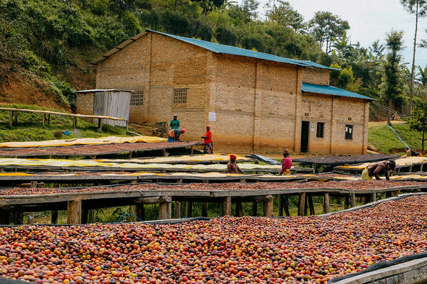 Rwanda Horizon Coffee – Rwandan Specialty Coffee