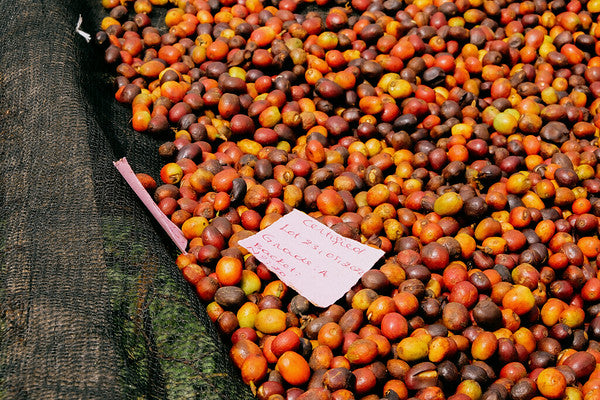 Rwanda Horizon Coffee – Rwandan Specialty Coffee