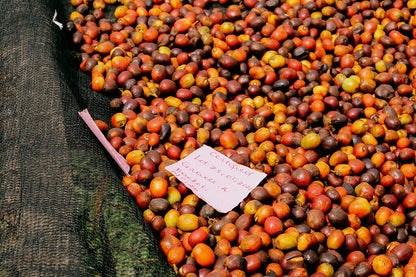 Rwanda Horizon Coffee – Rwandan Specialty Coffee