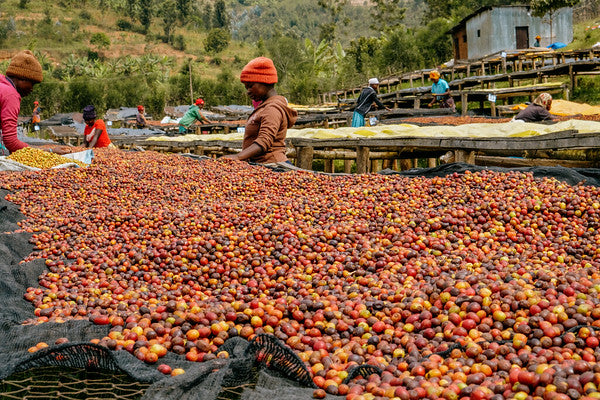 Rwanda Horizon Coffee – Rwandan Specialty Coffee