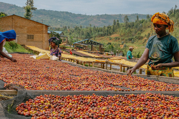 Rwanda Horizon Coffee – Rwandan Specialty Coffee