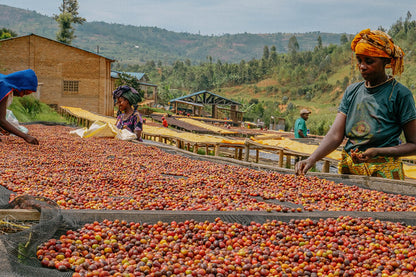 Rwanda Horizon Coffee – Rwandan Specialty Coffee
