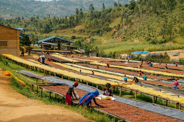 Rwanda Horizon Coffee – Rwandan Specialty Coffee