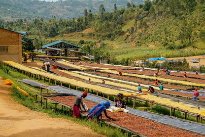 Rwanda Horizon Coffee – Rwandan Specialty Coffee