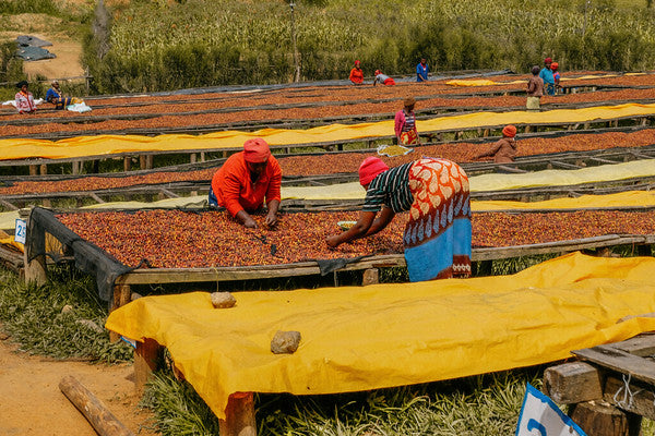 Rwanda Horizon Coffee – Rwandan Specialty Coffee