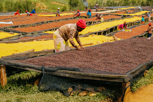 Rwanda Horizon Coffee – Rwandan Specialty Coffee