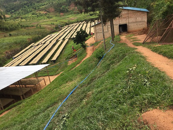 Rwanda Horizon Coffee – Rwandan Specialty Coffee