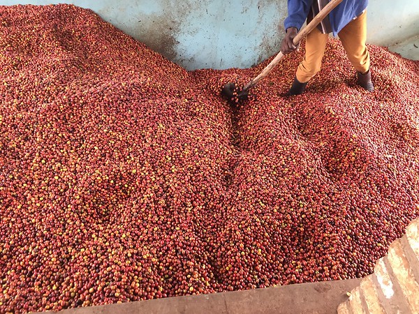 Rwanda Horizon Coffee – Rwandan Specialty Coffee