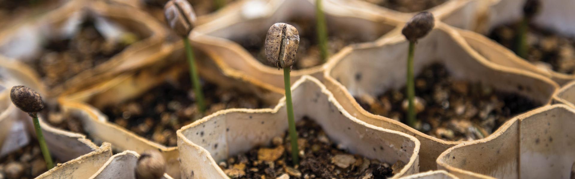 Young specialty coffee plant with a coffee been growing