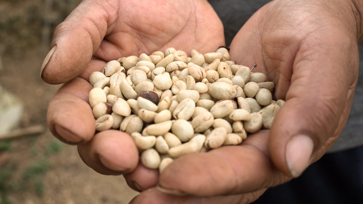 Colombian Specialty Coffee beans