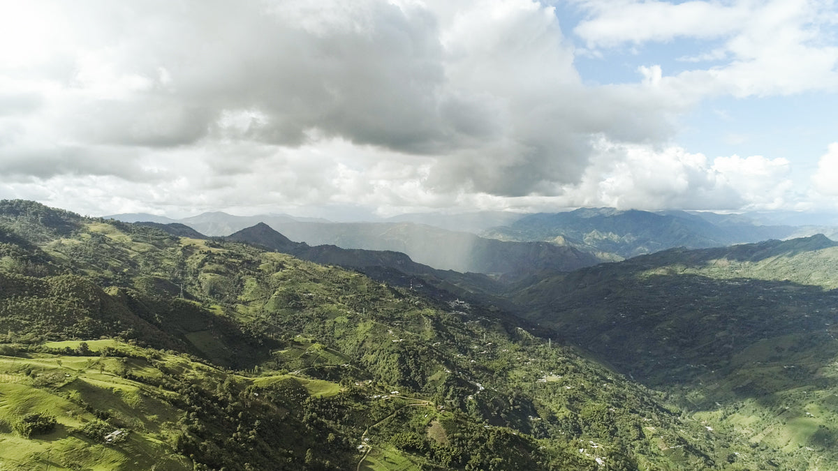 Specialty coffee growing farms in Colombia