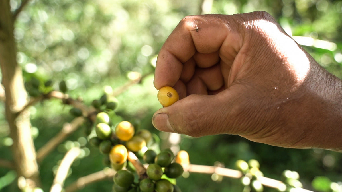 Colombian Specialty Coffee Cherries