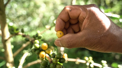 Colombian Specialty Coffee Cherries