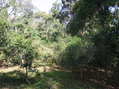 Tariku Mengesha Rocko Mountain - Ethiopian Specialty Coffee