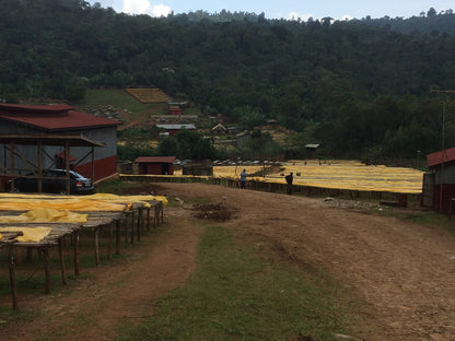 Tariku Mengesha Rocko Mountain - Ethiopian Specialty Coffee