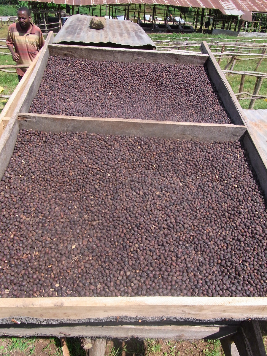 Tariku Mengesha Rocko Mountain - Ethiopian Specialty Coffee