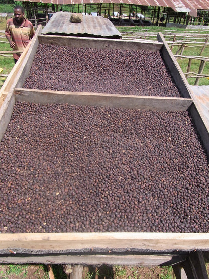 Tariku Mengesha Rocko Mountain - Ethiopian Specialty Coffee